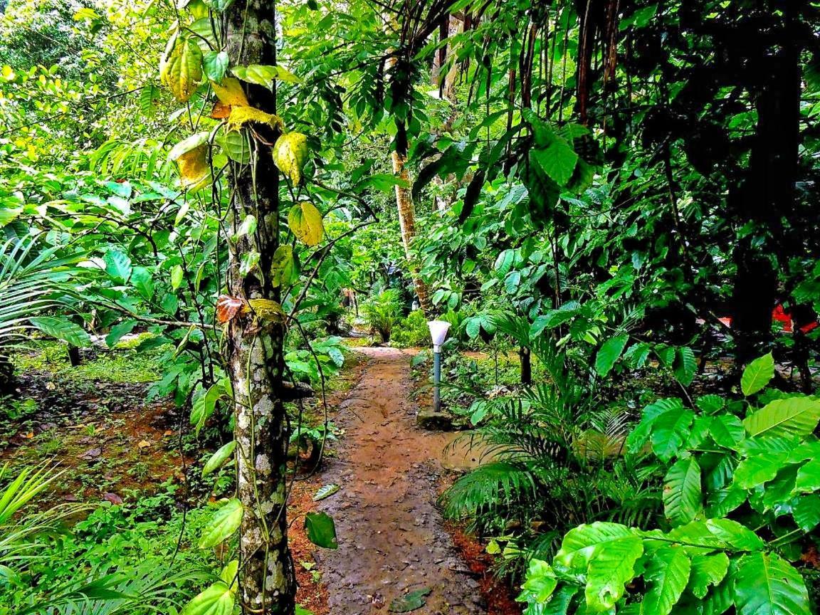 Wooden Cottages Glen Wayanad Meppādi Eksteriør bilde