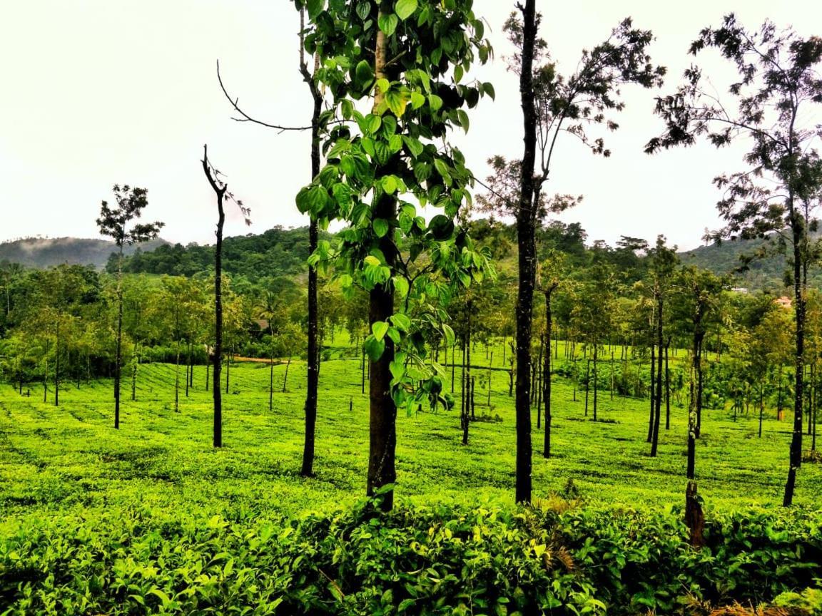 Wooden Cottages Glen Wayanad Meppādi Eksteriør bilde
