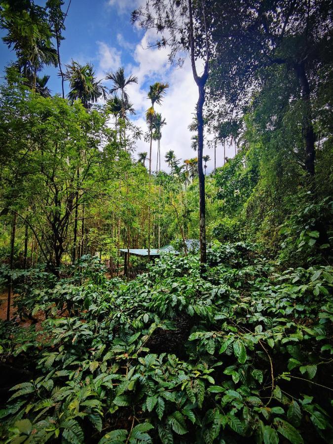 Wooden Cottages Glen Wayanad Meppādi Eksteriør bilde