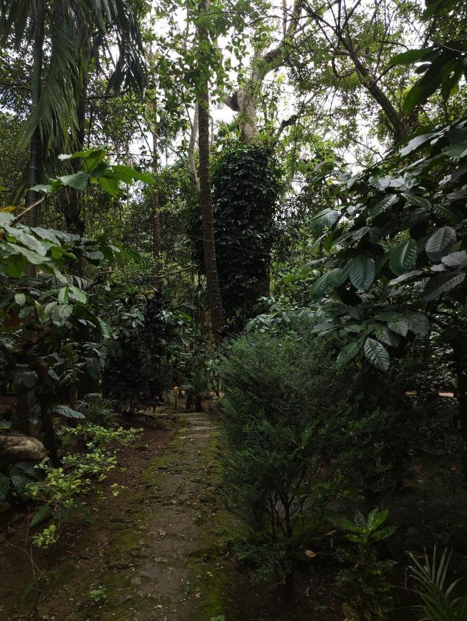 Wooden Cottages Glen Wayanad Meppādi Eksteriør bilde